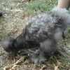 Blue Silkie Bantam