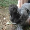 Blue Silkie Bantam