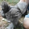 Blue Silkie Bantam