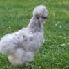 Blue Silkie Bantam