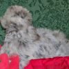 Blue Silkie Bantam