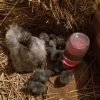 Blue Silkie Bantam