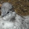 Blue Silkie Bantam