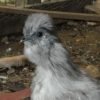 Blue Silkie Bantam