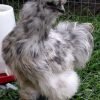 Blue Silkie Bantam