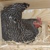 Barred Rock Chicken