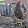 Barred Rock Chicken