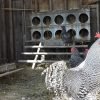 Barred Rock Chicken