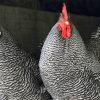 Barred Rock Chicken