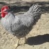 Barred Rock Chicken