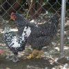 Barred Rock Chicken