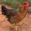 Brown Leghorn Chicken