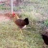 Brown Leghorn Chicken