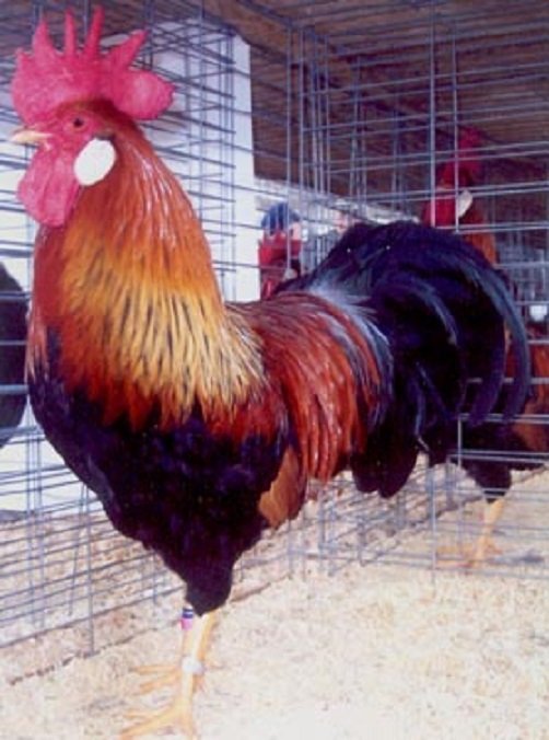 Brown Leghorn Chicken