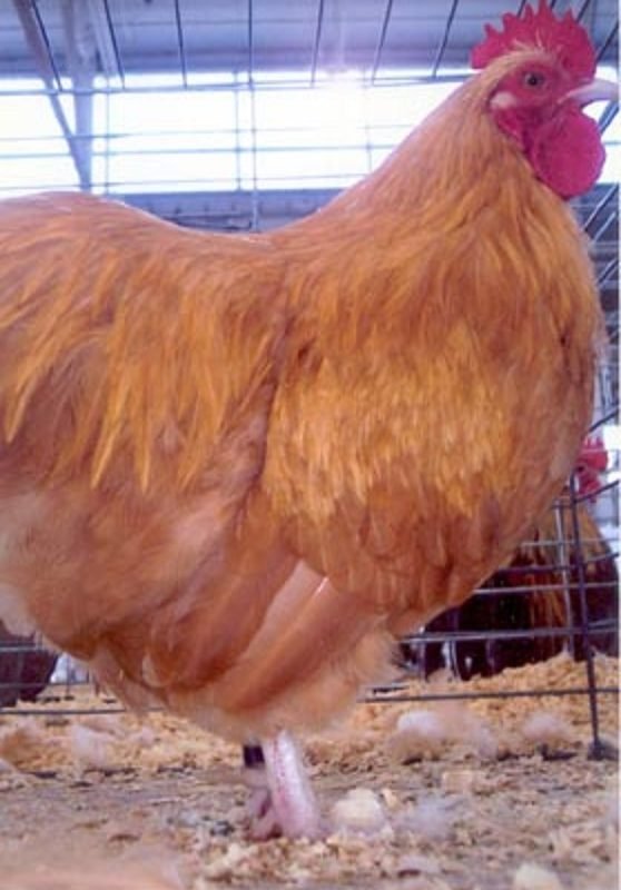 Buff Orpington Bantam