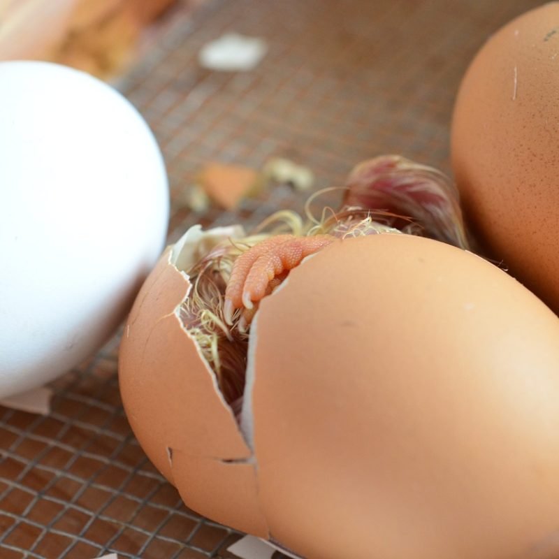 French Wheaten Marans  Hatching Eggs