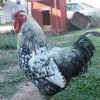 Black Laced Silver Wyandotte Chicken