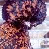 Golden Laced Polish Chicken