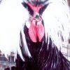 White Crested Black Polish Chicken