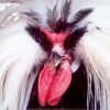 White Crested Black Polish Chicken