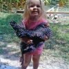 Barred Rock Chicken