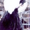 White Crested Black Polish Chicken