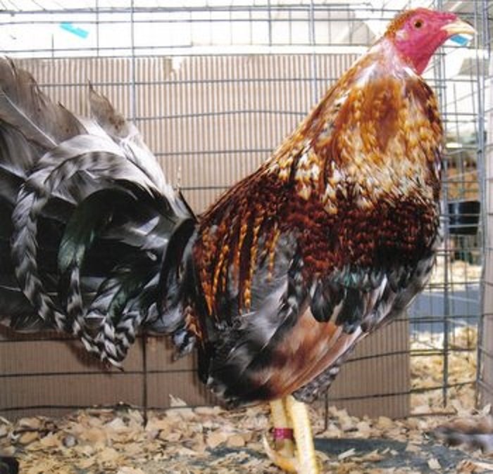 Crele Standard Old English