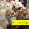 Easter Egger™ Chicken