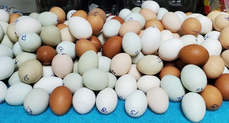 Potluck Ultra Rare Special Hatching Eggs