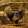 Silver Spangled Appenzeller Spitzhauben Chicken
