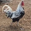 Silver Spangled Appenzeller Spitzhauben Chicken