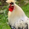 Silver Spangled Appenzeller Spitzhauben Chicken