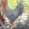 Barred Rock Chicken