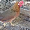 Brown Leghorn Chicken