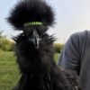 Black Silkie Bantam