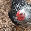 Black Laced Silver Wyandotte Chicken