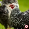 Black Laced Silver Wyandotte Chicken