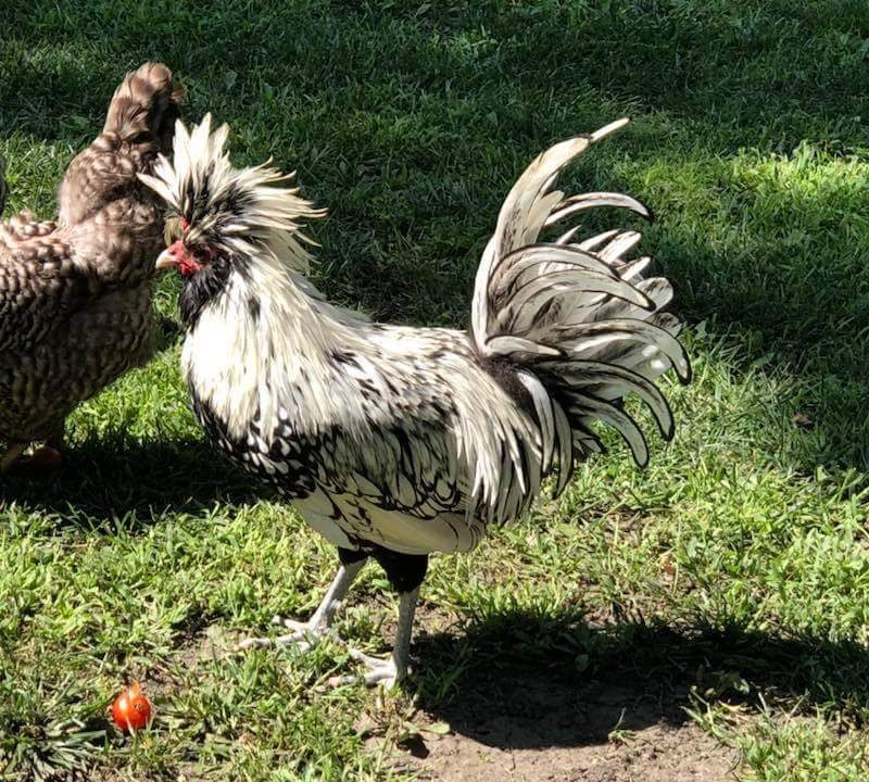 Silver Laced Polish Chicken
