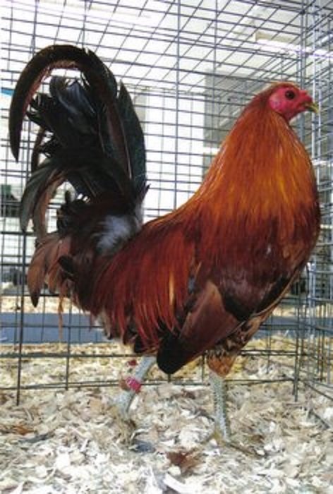 Ginger Red Standard Old English