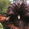 Golden Laced Polish Chicken