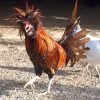 Golden Laced Polish Chicken