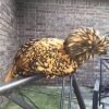Golden Laced Polish Chicken