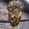 Golden Laced Polish Chicken