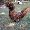 Golden Laced Polish Chicken