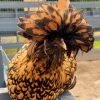 Golden Laced Polish Chicken