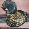Golden Laced Polish Chicken
