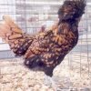 Golden Laced Polish Chicken