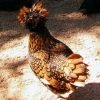 Golden Laced Polish Chicken
