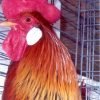 Brown Leghorn Chicken