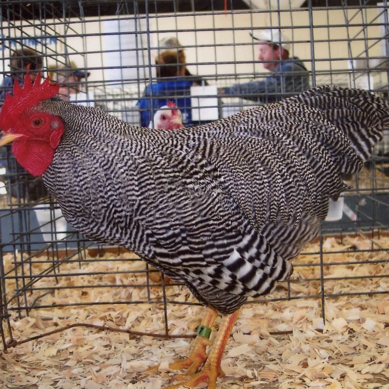 Barred Rock Bantam